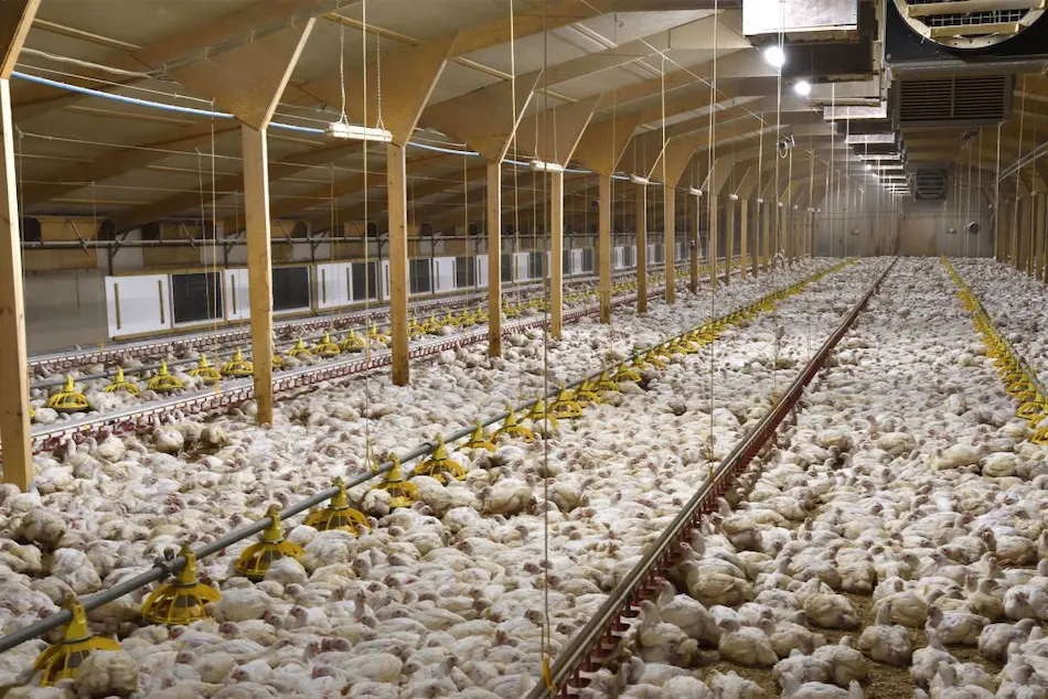 اهمیت ساخت سوله برای مرغداری