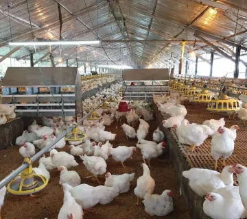 ساخت سوله برای مرغداری: راهنمای جامع و عملی