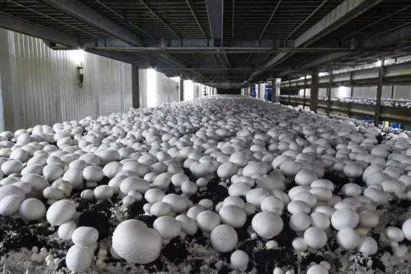 اهمیت ساخت سوله پرورش قارچ