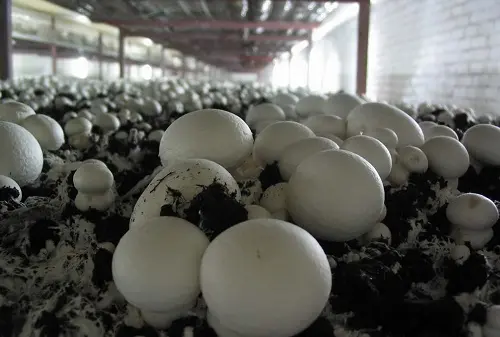 نگهداری و تعمیرات سوله بعد از ساخت