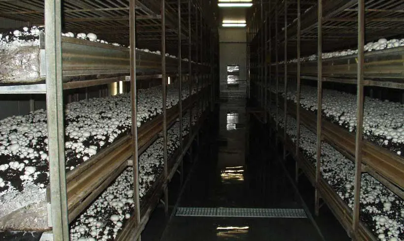 ساخت سوله پرورش قارچ: راهنمای جامع و عملی