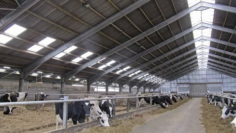 نکات اقتصادی در ساخت سوله گاوداری