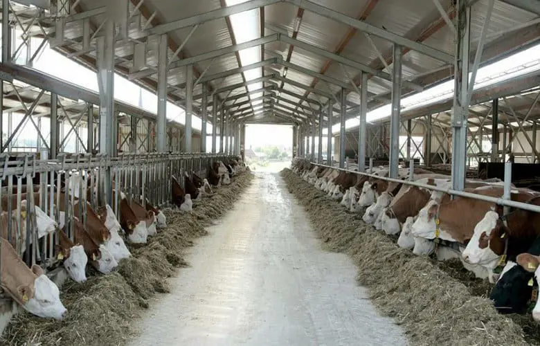 مدیریت و نگهداری سوله گاوداری